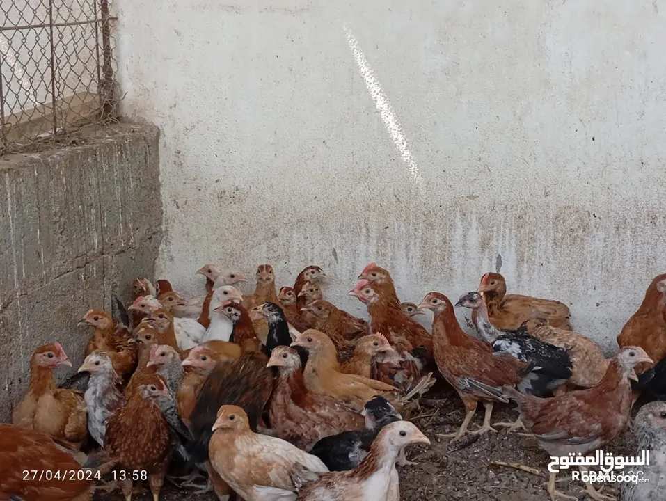 دجاج عماني لحبه بريال