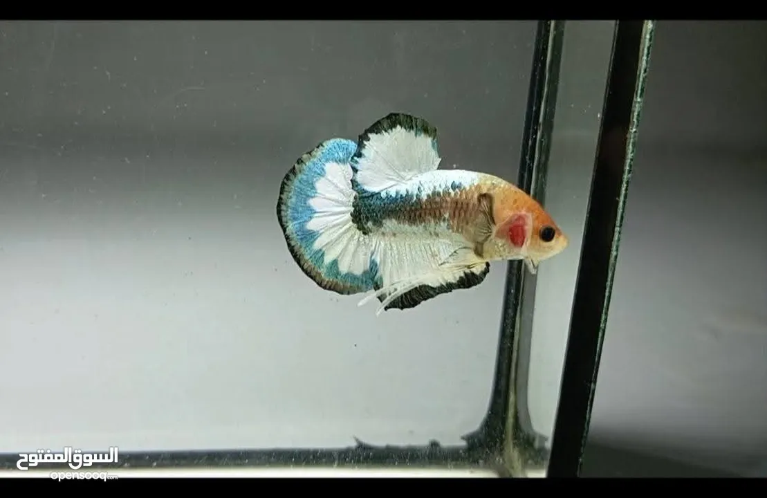 betta Fish Available  with good Colour سمكة بيتا