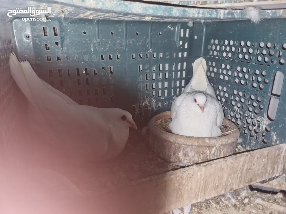 جواز فرنسي وكنج