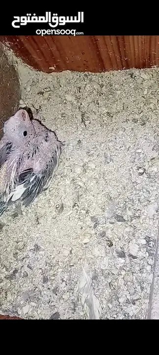 جوز كوكتيل شغالات ميه ب الميه أهالي فراخ وفي معاهم فرخ الجوز صلاه النبي الله يطرح البركه لصاحب النصي