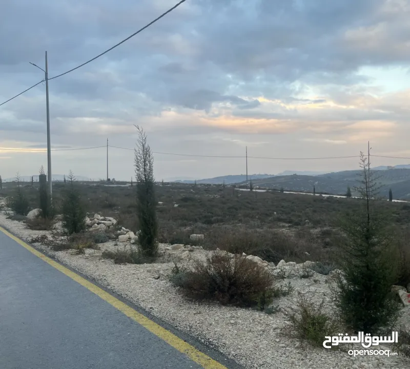 ارض اجنسنيا طابو