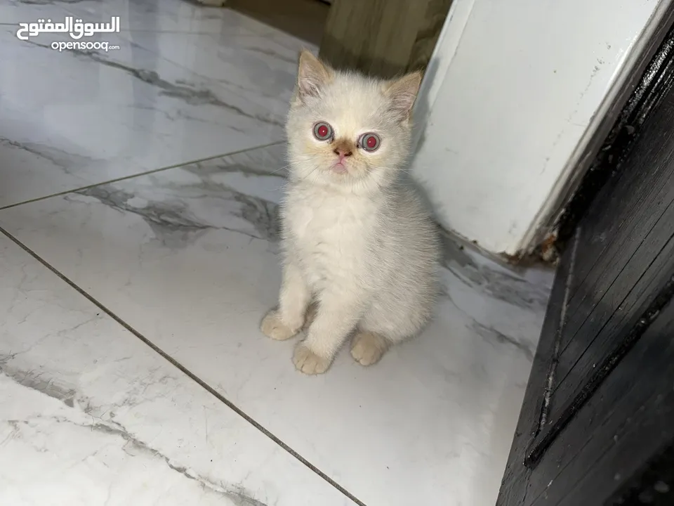 قطط همالايا عمرهم شهرين