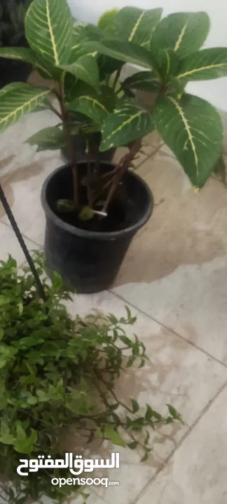 بيت مستقل الرصيفه الجنوبي للبيع