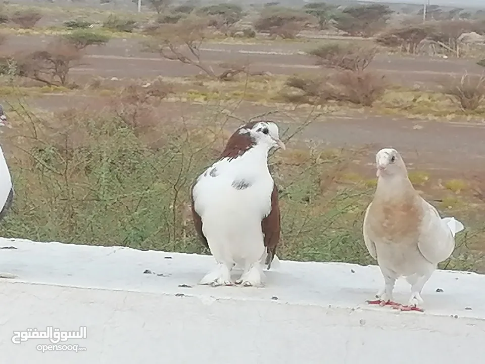 حمام شيرازي جامبو للبيع أو للبدل