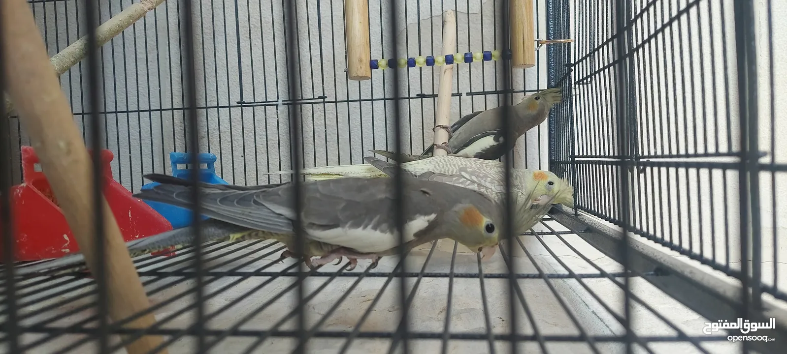 4 طيور كوكتيل للبيع