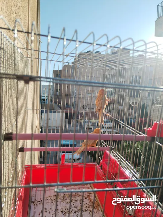 جوز كنار للبيع بدون قفص