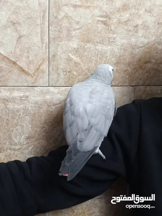 طير كاسكو خارق