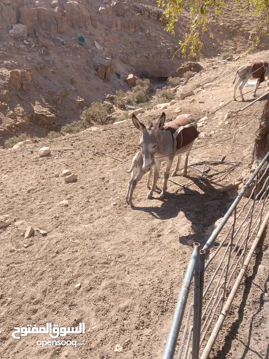 جحشه غنم عمرها سنتين ونص ومعاها جحشه عمرها 25 يوم