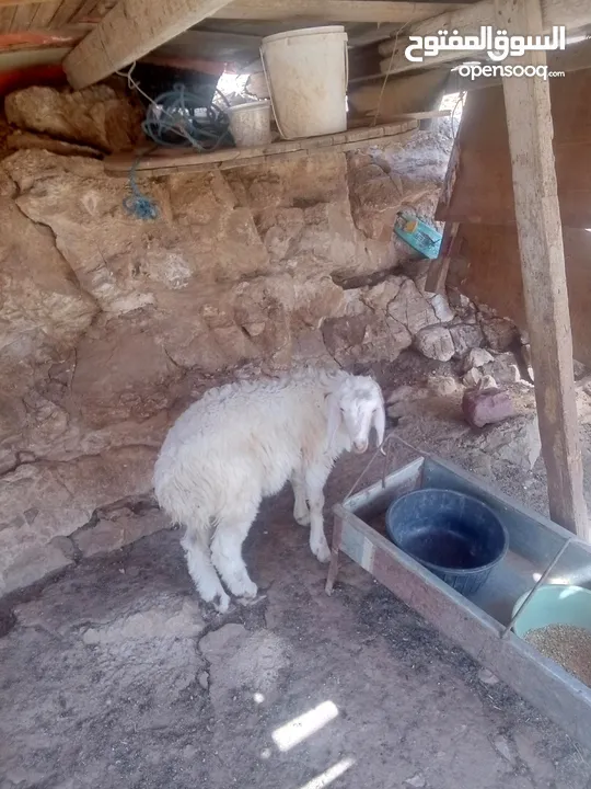 خاروف للبيع