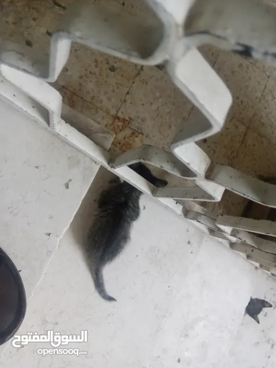 بسس للتبني