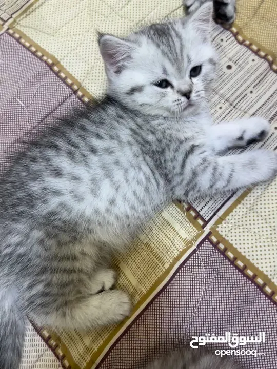 سكوتش فولد وستريت