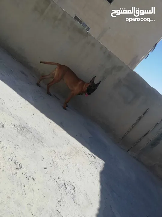 مطلوب كلب  بسعر مناسب
