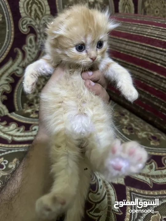 كتن سكوتش فولد & هيمالايا