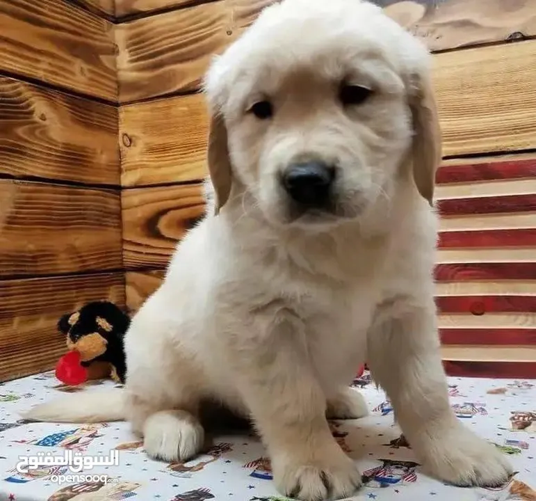 جولدن ريتريفر بريطاني آصلي  Golden retriever pure اعلى مستوى في الشرق الاوسط