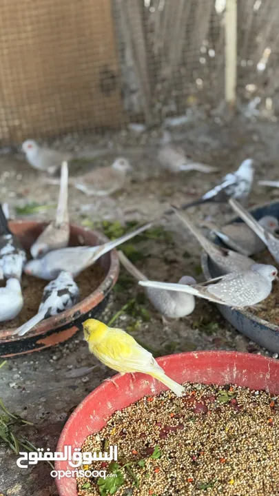 Dove bird pigeon دوف مكس للمهتمين للتربية منتج