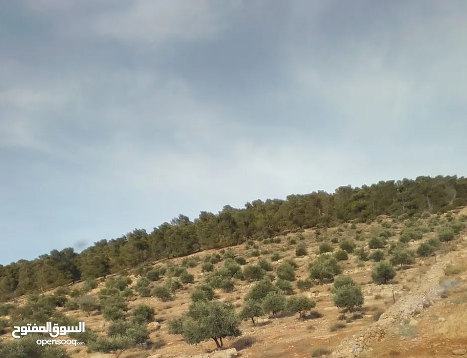 ارض ورثة للبيع بسعر مغري