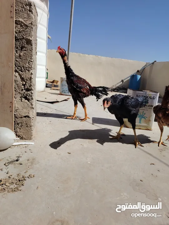 باكستاني، براهما، امهات لاحم فرخات عمر 3 شهور  صوص باكستاني حر  ديوك باكستاني خط أول و فرخات شغالة