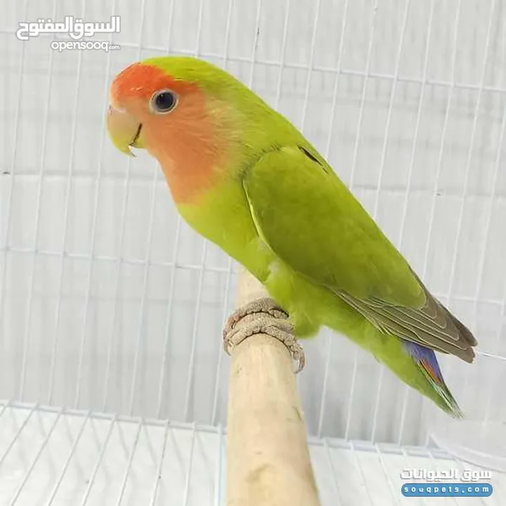 السلام عليكم اقرأ الوصف