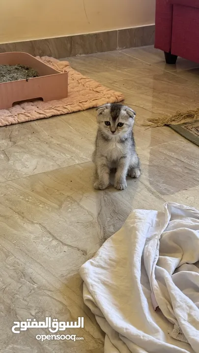 Golden and blue folded Scottish cat  جولدين سكوتش فولد عمر ثلاث شهور مستوى خارق