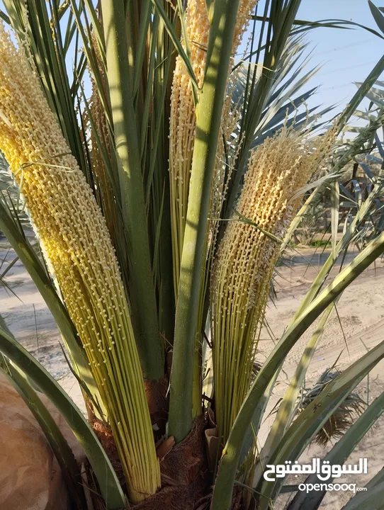 فني نخيل  وتكريب وتلقيح كل مايخص النخيل وقص جميع الاشجار الغير مرغوب فيها