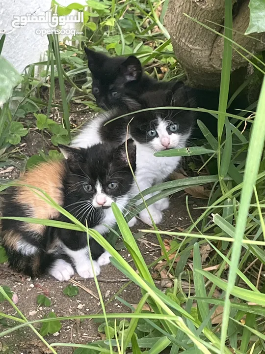 5 قطط صغار للتبني