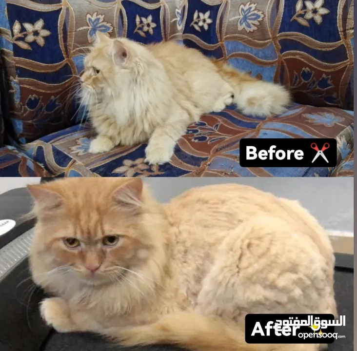 iلجميع خدمات العنايه بالقطط Cat Care