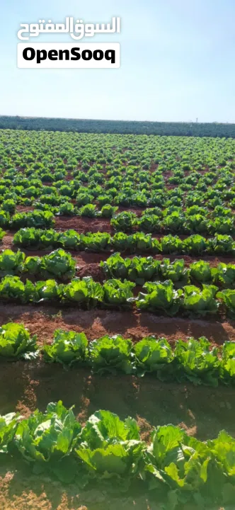 نِيغده – بور (Niğde – Bor) من أجمل وأخصب المناطق الزراعية في تركيا للبيع 10 ألف دونم ارض زراعية