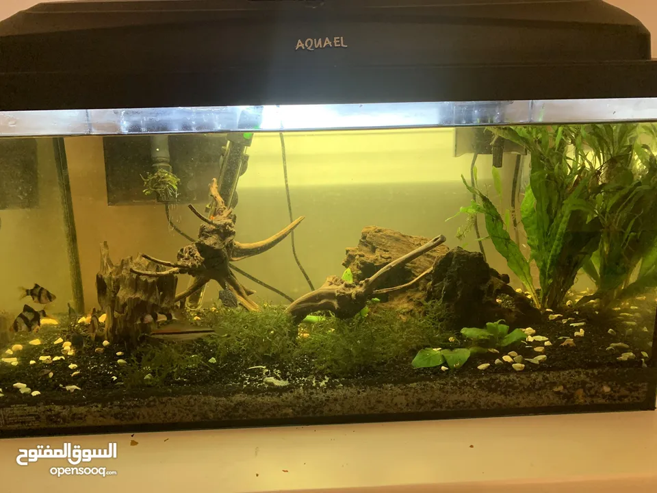 Fish tank with full equipment
