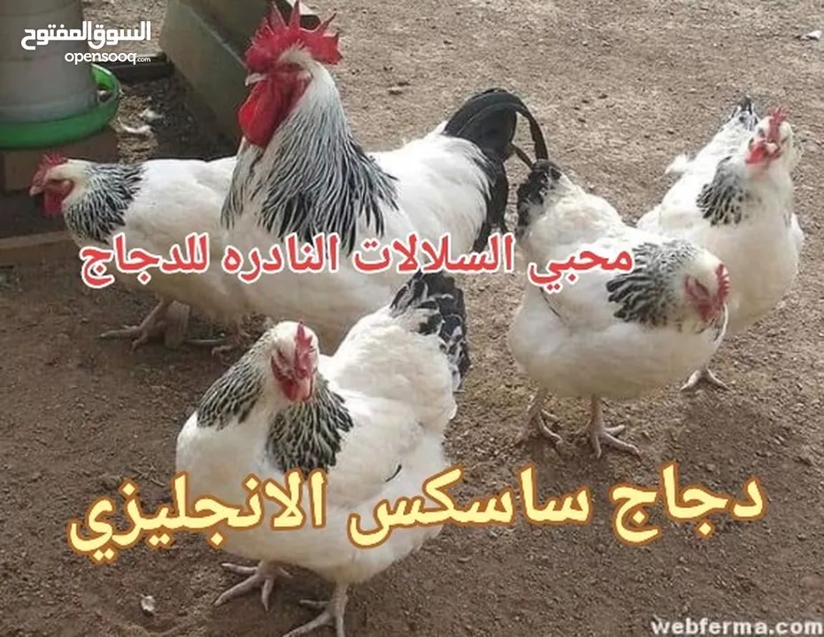 بيض مخصب و صيصان لسلالات دجاج نادره على مستوى العالم