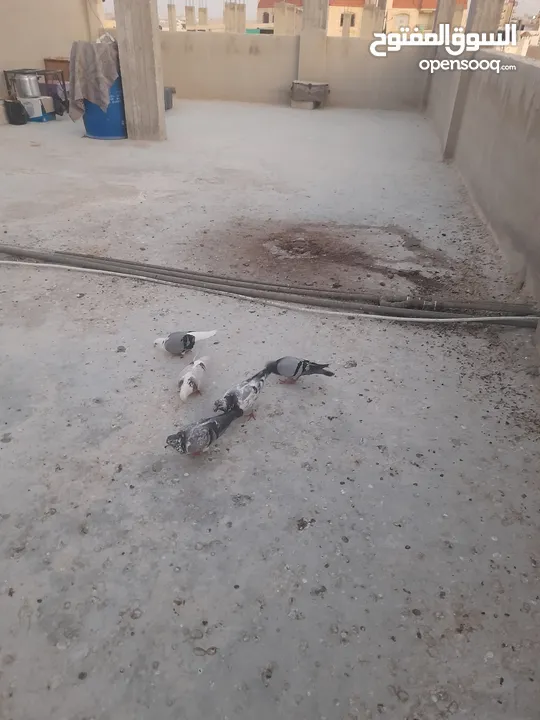 حمام للبيع المكاتيف معهم فرخين قرب كنيسةالماريوسف
