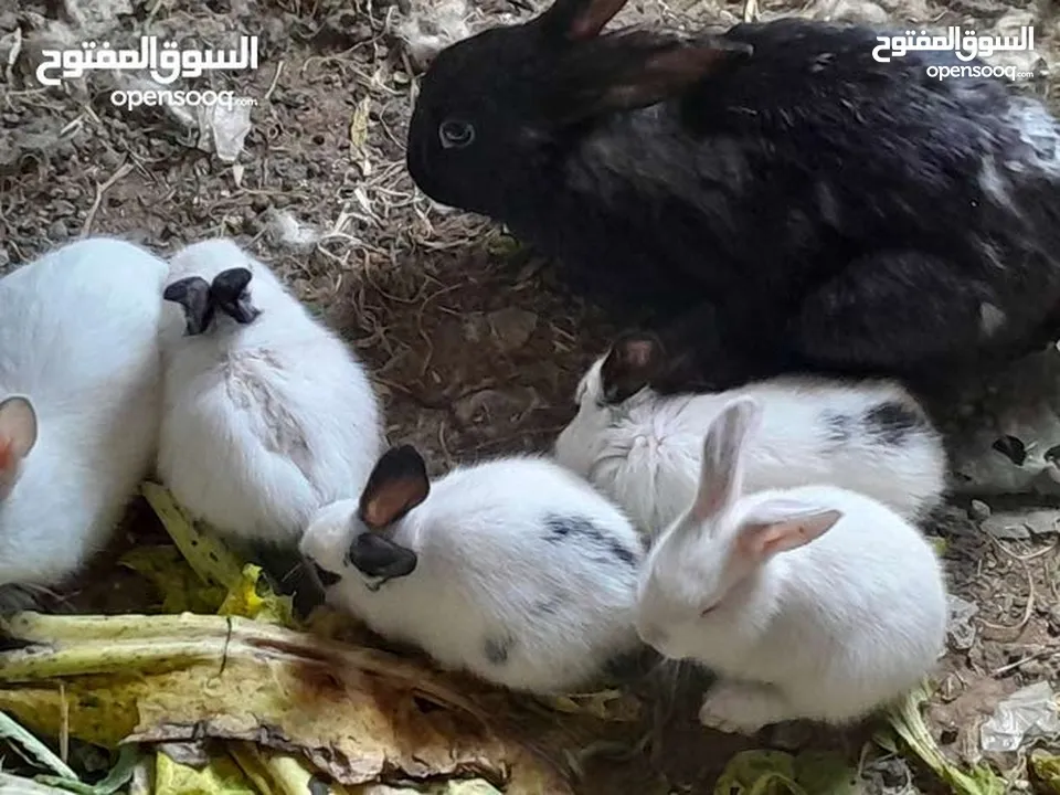 ارانب فرنسيه اعمار مختلفه عمرشهر 3دنانير