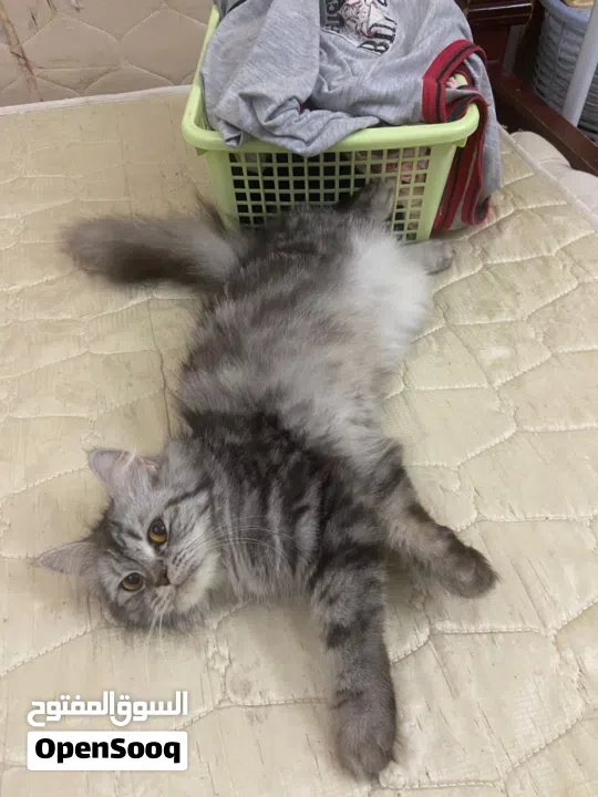 Persian cat for free adopt