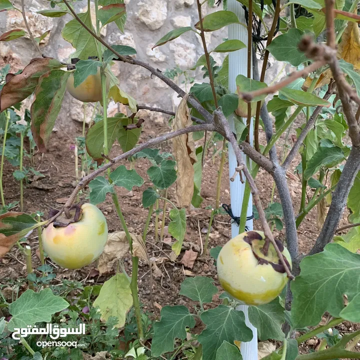 مزرعة فخمة خاصة مع فيلا دوبلكس للبيع في أرقى مناطق السلط ام جوزه ، إطلالات ساحرة وخلابة