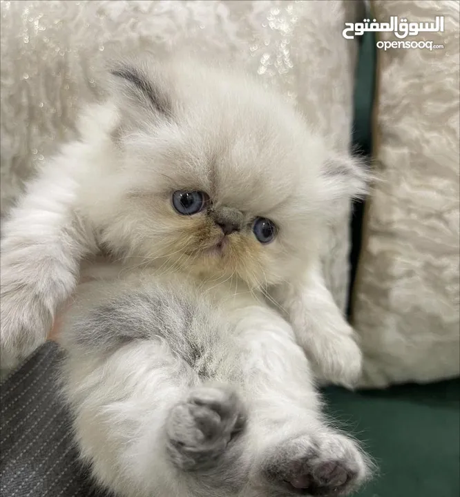 قطط هملايا بيور