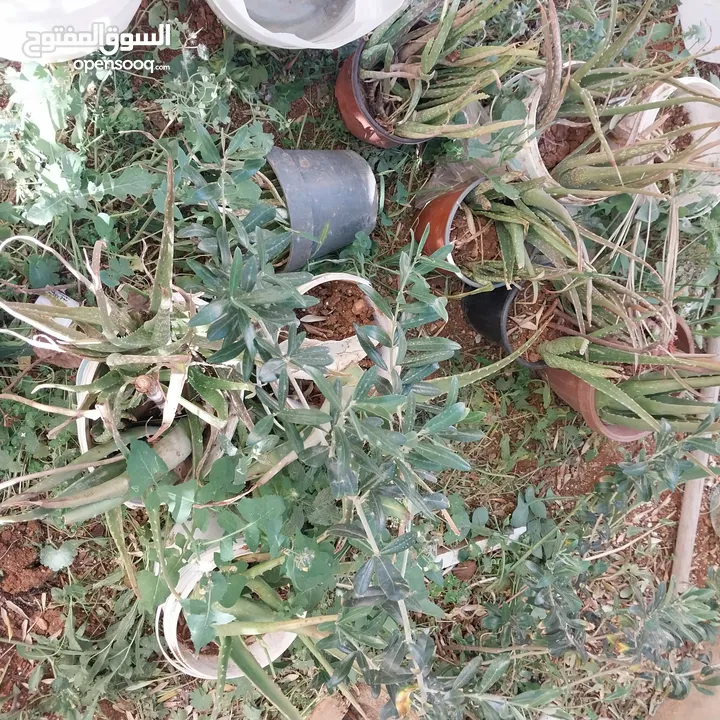 شجرة نخيل وعدد من أشتال صبار الألوفيرا خريبة السوق الجويدة الكيبو