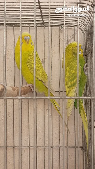 جوزين طيور حب بسعر حرق الله يبارك ل صاحب نصيب سبب البيع ضروف أقرا وصف