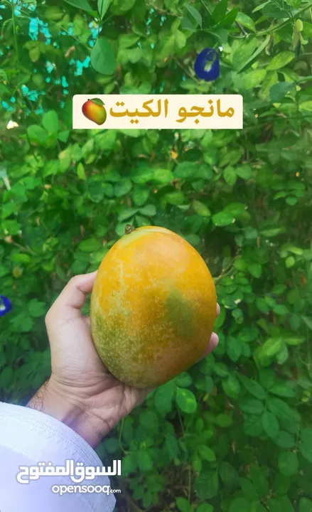 *وصول دفعه جديدة من شتلات المانجو المميزة*