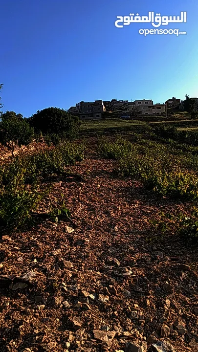 ارض مزروعه