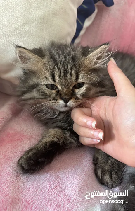 -mixed (scottish fold dad & siberian mom)