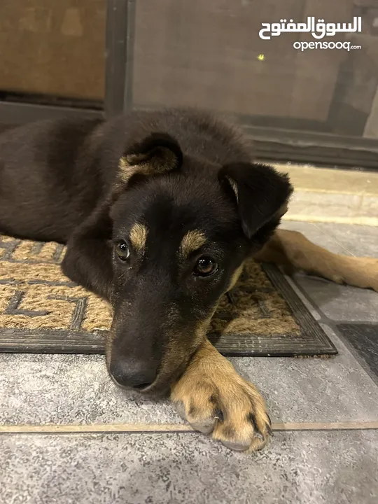 mix german shepherd and rottweiler 4 months old جرمن تشبير مكس روت ويلير العمر أربع شهور