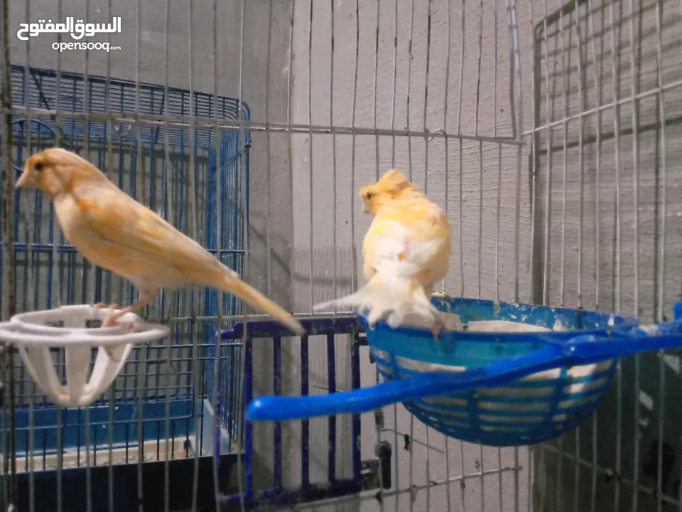 طحشت كنار بالصلاة على النبي صحة ونظافة كلهن من انتاجي الله يبارك لصاحب النصيب