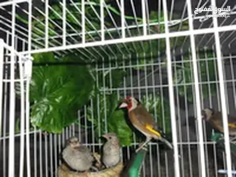 جوز حسون بلديات مع فراخو