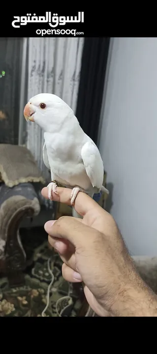 ببغاء دره البينو ابيض عين حمرا اليف جدا ما عندو عض نهائيا ثوب كامل جناح كامل محجل بداية كلام عمر صغي