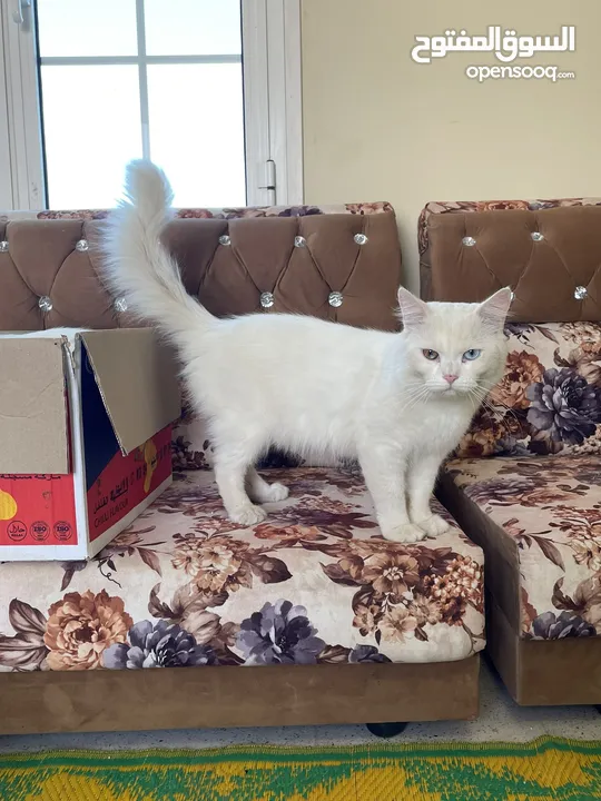 قط شيرازي أبيض White Male Persian Cat