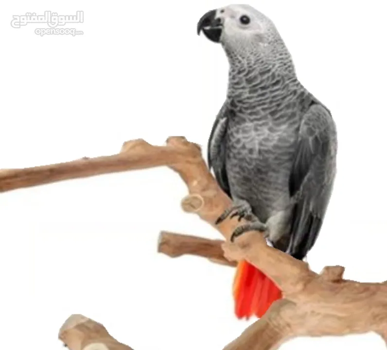 ببغاء كاسكو African gray