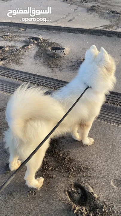 Male Samoyed imported from Ukraine with pedigree