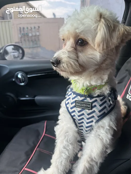 Maltese dog 1year old very friendly