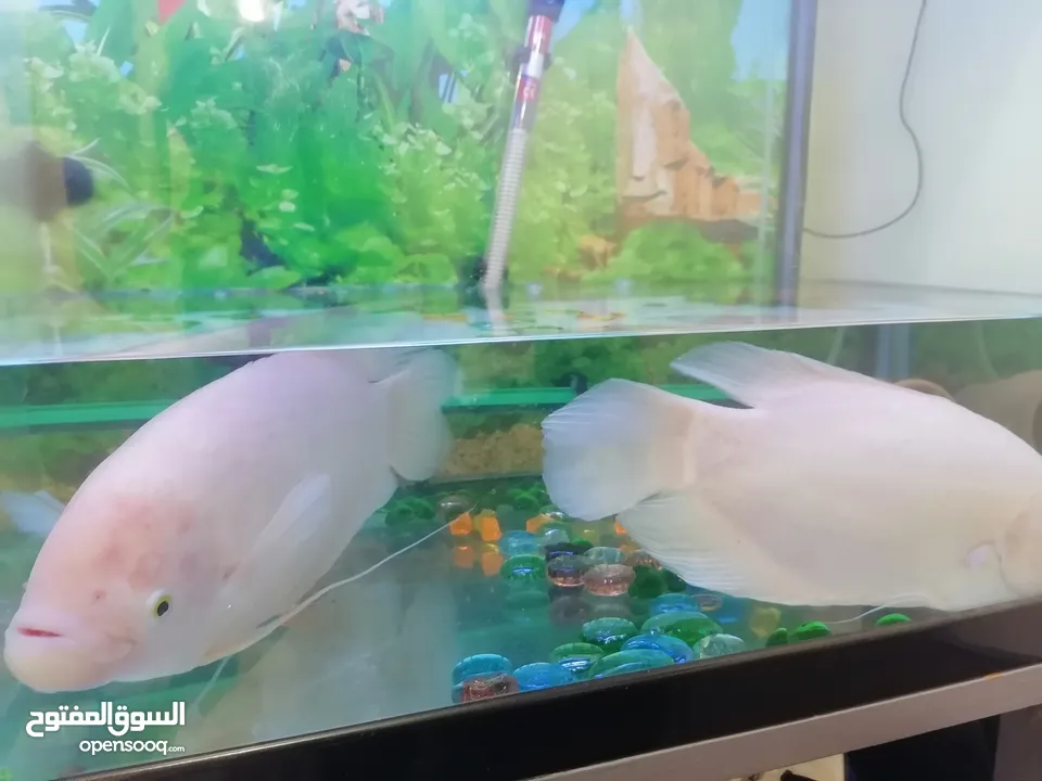 Fish Gourami big one and small one