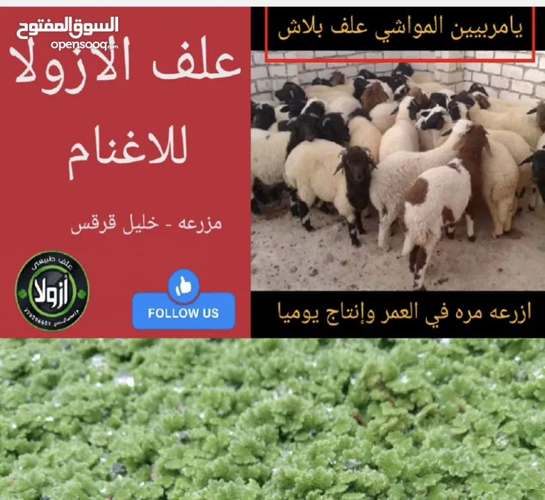 علف الازولا يزرع مره وينتج يوميا مدى الحياه للدجاج والمواشي وجميع الحويانات