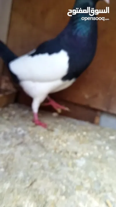 حمام  للبيع